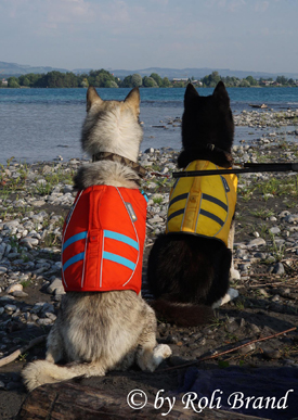 sehr gute Schwimmweste für Hunde